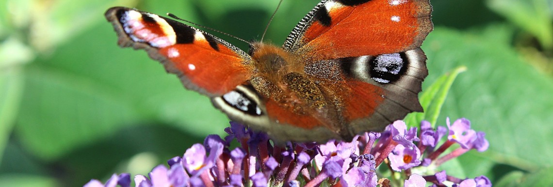 
Notice: Undefined index: alt in /home/judges/public_html/wordpress/wp-content/themes/judges/page-corporate-subpage.php on line 41
